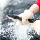 기운센장어 이미지