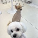 단추펫살롱 | 다견가정 두마리 미용 후기 1:1 케어 인천 애견미용실 함께오면 좋은 이유