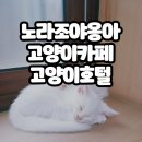 건우빌딩 | 노라조야옹아 인천고양이 카페,인천 고양이 호텔 체험 후기(인천 이색 카페)