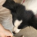 뽀뽀뽀하개 이미지