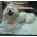 왕왕애견샵 네이버블로그