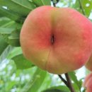 반도식품 이미지