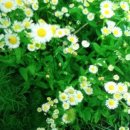 옥룡북초등학교 이미지