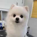 그루머제인 이미지