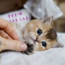 광주 고양이 분양 냥블리 광주점 이미지