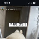 도담댕기 이미지