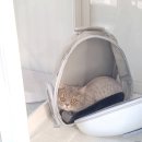 원 반려동물 미용실 | 인천 최고의 반려동물미용, 강아지와 고양이를 위한 곳 원반려동물미용실