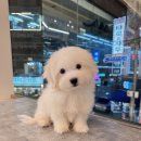 드림독 강아지분양 안심분양센터 잠실점 이미지