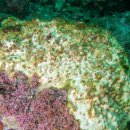 제주연안 연산호 군락지 이미지