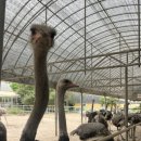 영농조합법인 행복한 타조농장 이미지