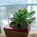 애플트리 이미지