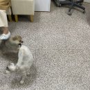 퍼니펫 동물병원 이미지