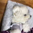 서촌쿨세탁 | 비숑프리제 똥또롱:)강아지방석/강아지담요 엘르독 쿠담이