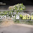 내 몸 살린 자연의 선물 봄나물 이미지