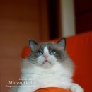 마론도리스(Marondollis) 이미지