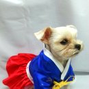 서구애견센타 이미지