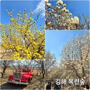 칠산서부동행정복지센터 | 김해 목련숲 산수유꽃 목련꽃 개화현황 3월 가볼만한 곳