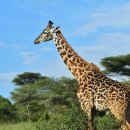 세렝게티 이미지