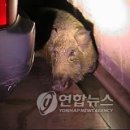 용인소방서(119구조대) 이미지