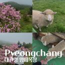 안심2목장 | 대관령 가볼만한곳 대관령 양떼목장 비 오는 날 방문 후기