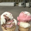 민들레동물약국 | 블챌이 뭐길래