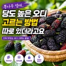 고창농산 | 뽕나무 열매 “당도 높은 오디는 어떻게 골라야 하는지” 기준들을 정리해보겠습니다