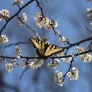 나비 행정사 사무소 이미지