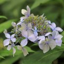 여우쉼터 이미지