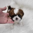 몽냥몽냥 이미지