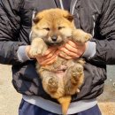 대박이2 이미지