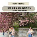 늘푸른전당 | 창원 겹벚꽃 명소 늘푸른전당(25.04.16개화상황)