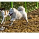 아이엠독 이미지