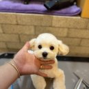 쇼어독 이미지