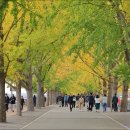 은행나무길 이미지