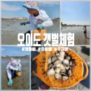 시흥 오이도 어촌체험마을 리뷰(체험비, 대여비...물 때 시간표, 주차비)│5살 6살 갯벌체험 솔직한 후기