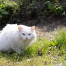 베리베리펜션 이미지