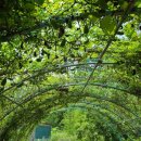 머루다래 이미지