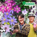 클래마티스 키우기, 봄 지금이 바로~ 클래마티스 구입시기 큰꽃으아리 6종과 Clematis montana 3종을 소개합니다. 이미지