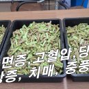 [상추, 천금채] 내 자식도 몰라보는 가장 무서운 질병 치매~ 건망증 심해지면 치매로~ 불면증, 고혈압, 당뇨에도 매우 좋다. 이미지