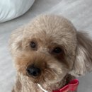 101 애견미용 이미지