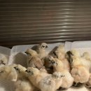 천안오골계농장 이미지