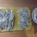 일류낚시