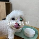 반려동물 전용 경추보호 도자기 밥그릇 옐로우고래