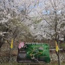 장승가든 | 🌸 창원 천주산 다녀왔습니다! (산행 후기 및 실시간 개화 정보, 축제일정)