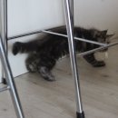 러블리메인쿤 이미지