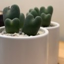 잠실새내 꽃집추천 &#39;아크앤시엘&#39;감성적인 꽃다발, 독특한 화분 후기