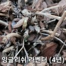 블루투퍼플 이미지