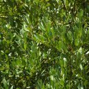 월계수한의원 이미지