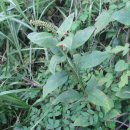 신장초등학교 이미지