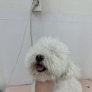 단비펫살롱 이미지